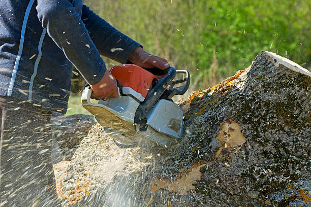 Emergency Storm Tree Removal in New Castle Northwest, PA